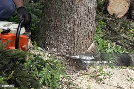 Best Tree Trimming and Pruning  in Watervliet, NY