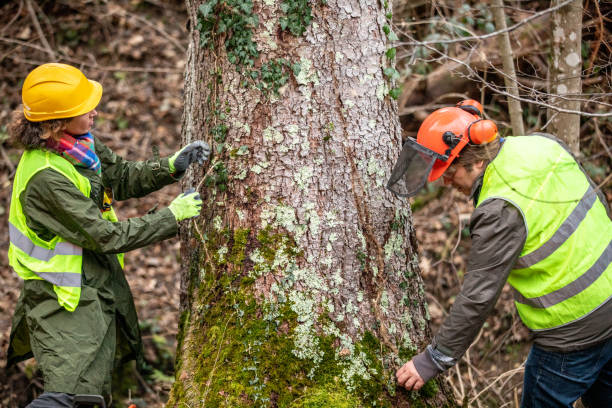 Best Tree Preservation Services  in Watervliet, NY