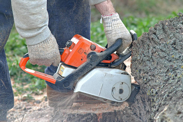 Best Weed Control  in Watervliet, NY
